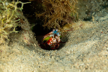 Peacock-, harlequin-, painted- or clown mantis shrimp, Odontodactylus scyllarus