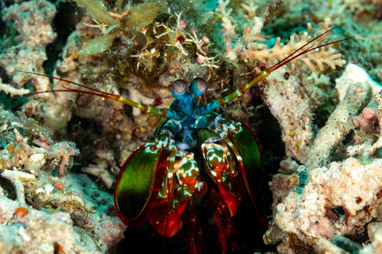 Peacock-, harlequin-, painted- or clown mantis shrimp, Odontodactylus scyllarus