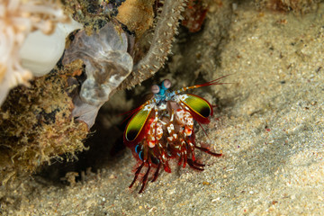Peacock-, harlequin-, painted- or clown mantis shrimp, Odontodactylus scyllarus