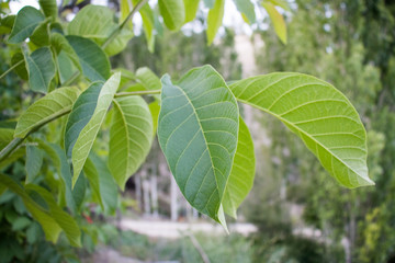 Green leafy walnut tree, amazing nature wonder