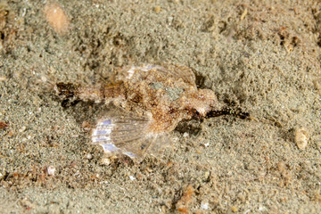 Little Dragonfish or Short Dragonfish, Eurypegasus draconis