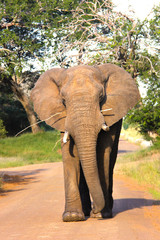 Fototapeta premium Elephant pretending to feed