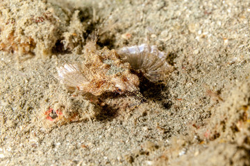 Little Dragonfish or Short Dragonfish, Eurypegasus draconis