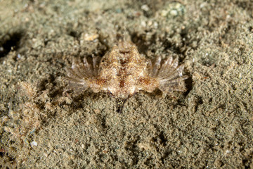 Little Dragonfish or Short Dragonfish, Eurypegasus draconis