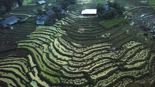 Rice harvesting season. Rice is drying on the terraced fields. Sapa Moang Hoa valley Vietnam