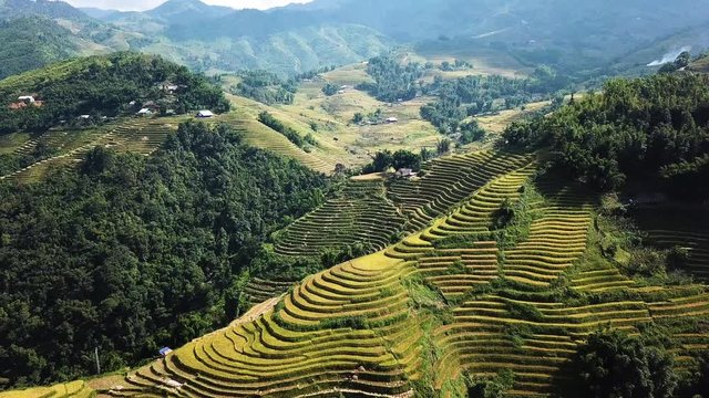 aerial pedestal down shot of beautiful patterns of Sapa rice terraces. Rice fields ready for harvesting. drone establishing shot