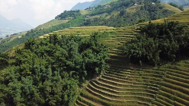 aerial pedestal down shot of beautiful patterns of Sapa rice terraces. drone establishing shot