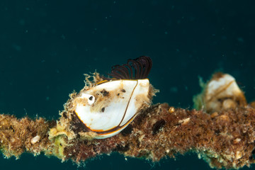 Pelagic gooseneck barnacle or smooth gooseneck barnacle, Lepas anatifera