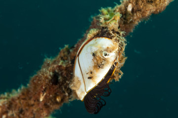 Pelagic gooseneck barnacle or smooth gooseneck barnacle, Lepas anatifera