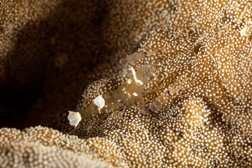 Glass Anemone Shrimp or Peacock-Tail Anemone Shrimp, Periclimenes brevicarpalis