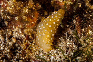 Phyllidia flava