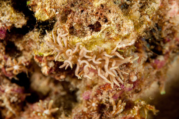 Phyllodesmium briareum