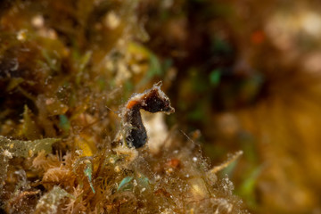 Pontoh's pygmy seahorse or the weedy pygmy seahorse, Hippocampus pontohi, is a seahorse of the family Syngnathidae native to the central Indo-pacific