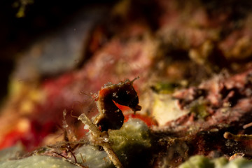 Pontoh's pygmy seahorse or the weedy pygmy seahorse, Hippocampus pontohi, is a seahorse of the family Syngnathidae native to the central Indo-pacific