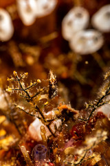 Pontoh's pygmy seahorse or the weedy pygmy seahorse, Hippocampus pontohi, is a seahorse of the family Syngnathidae native to the central Indo-pacific