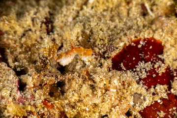 Pontoh's pygmy seahorse or the weedy pygmy seahorse, Hippocampus pontohi, is a seahorse of the family Syngnathidae native to the central Indo-pacific
