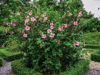 Fototapeta na wymiar Pink Hibiscus flower blooming in the garden.