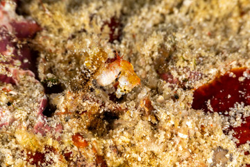 Pontoh's pygmy seahorse or the weedy pygmy seahorse, Hippocampus pontohi, is a seahorse of the family Syngnathidae native to the central Indo-pacific