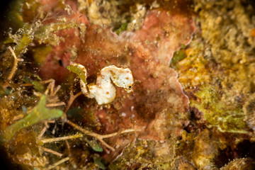 Pontoh's pygmy seahorse or the weedy pygmy seahorse, Hippocampus pontohi, is a seahorse of the family Syngnathidae native to the central Indo-pacific