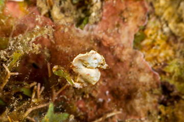 Fototapeta na wymiar Pontoh's pygmy seahorse or the weedy pygmy seahorse, Hippocampus pontohi, is a seahorse of the family Syngnathidae native to the central Indo-pacific