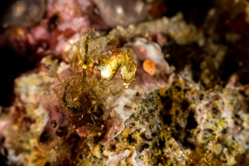 Pontoh's pygmy seahorse or the weedy pygmy seahorse, Hippocampus pontohi, is a seahorse of the family Syngnathidae native to the central Indo-pacific