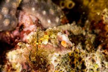 Pontoh's pygmy seahorse or the weedy pygmy seahorse, Hippocampus pontohi, is a seahorse of the family Syngnathidae native to the central Indo-pacific