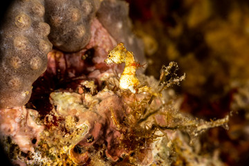 Pontoh's pygmy seahorse or the weedy pygmy seahorse, Hippocampus pontohi, is a seahorse of the family Syngnathidae native to the central Indo-pacific