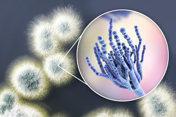 Penicillium mold fungi, 3D illustration and photo of colonies grown on nutrient medium - obrazy, fototapety, plakaty