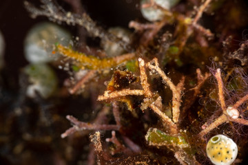 Pontoh's pygmy seahorse or the weedy pygmy seahorse, Hippocampus pontohi, is a seahorse of the family Syngnathidae native to the central Indo-pacific