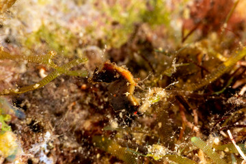 Pontoh's pygmy seahorse or the weedy pygmy seahorse, Hippocampus pontohi, is a seahorse of the family Syngnathidae native to the central Indo-pacific