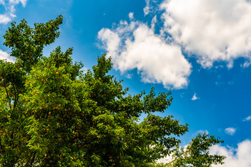 Obraz premium Bunch of apricots growing on a tree in summer sun.