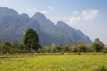 Fototapeta na wymiar Beautiful view of cows grazing, farmland and steep karst limestone mountains near Vang Vieng, Vientiane Province, Laos, on a sunny day.