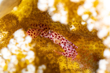 Red spotted Coral Crab, Trapezia rufopunctata, is a species of guard crabs in the family Trapeziidae