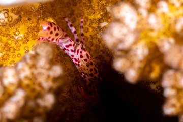 Red spotted Coral Crab, Trapezia rufopunctata, is a species of guard crabs in the family Trapeziidae