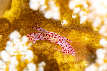 Red spotted Coral Crab, Trapezia rufopunctata, is a species of guard crabs in the family Trapeziidae
