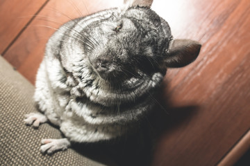 Grey chinchilla is sitting on the sofa. Cute fluffy pet.