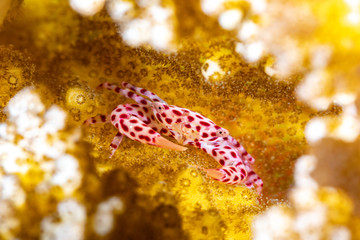 Red spotted Coral Crab, Trapezia rufopunctata, is a species of guard crabs in the family Trapeziidae
