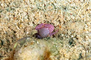 Red spotted Coral Crab, Trapezia rufopunctata, is a species of guard crabs in the family Trapeziidae