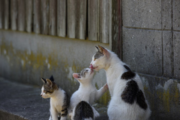 野良猫