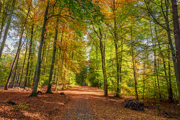 Obraz premium Colorful and breathtaking autumn in the forest in Poland