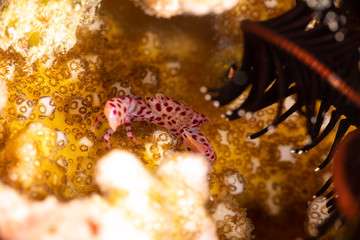 Red spotted Coral Crab, Trapezia rufopunctata, is a species of guard crabs in the family Trapeziidae