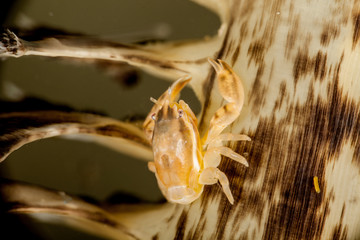 Porcellanella picta, Porcelain crab