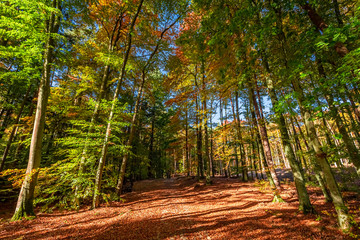 Amazing and sunny autumn in the forest in Poland