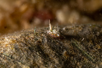 Psychedelic Batwing Slug, Sagaminopteron psychedelicum, Headshield slugs, bright and colourful colour pattern