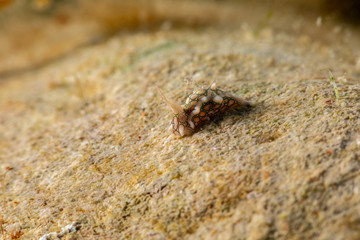 Psychedelic Batwing Slug, Sagaminopteron psychedelicum, Headshield slugs, bright and colourful colour pattern