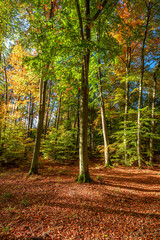 Colorful and stunning autumn in the forest in Poland
