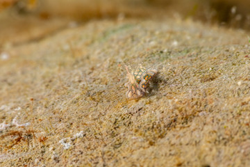 Psychedelic Batwing Slug, Sagaminopteron psychedelicum, Headshield slugs, bright and colourful colour pattern