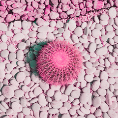 Pink round cactus with thorns on stones in minimal style