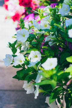 Spring outdoor dense colored morning glory，Ipmoea cairica