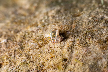 Psychedelic Batwing Slug, Sagaminopteron psychedelicum, Headshield slugs, bright and colourful colour pattern